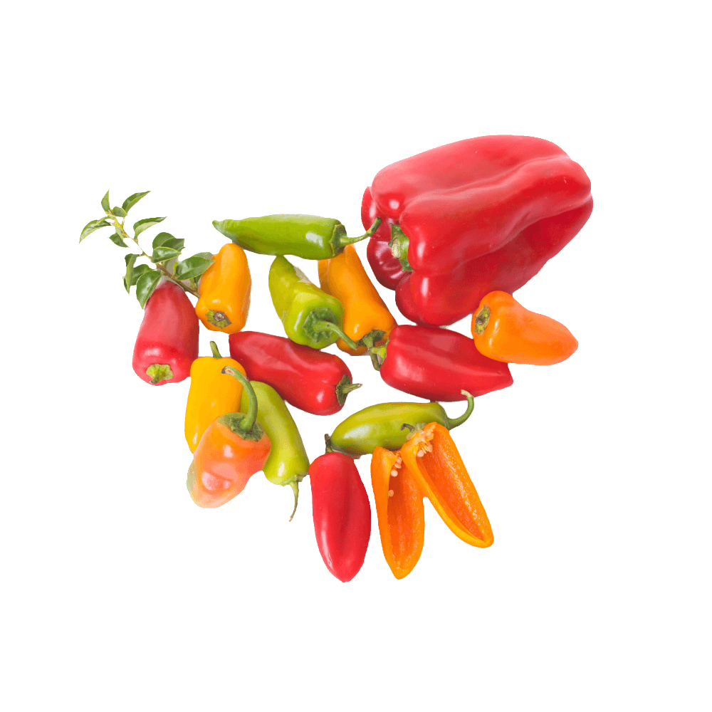 Pepper, Yellow - Image 3